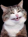 catte